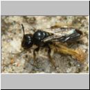 Panargus calcaratus - Biene w001 7-8mm - OS-Wallenhorst-Sandgrube-det.jpg